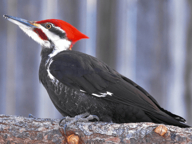 black and white woodpecker facing left