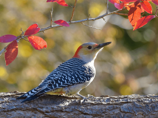 white and gray woodpecker