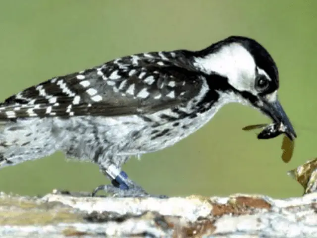 black and white bird eating