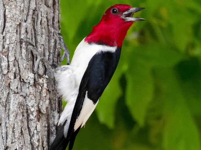 red head, black and white woodpecker