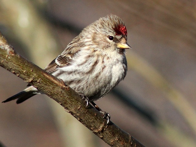 white bird with red patch on head