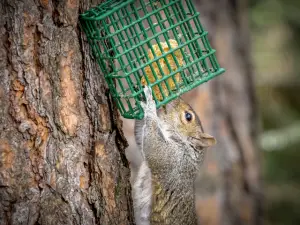 squirrel proof suet feeder