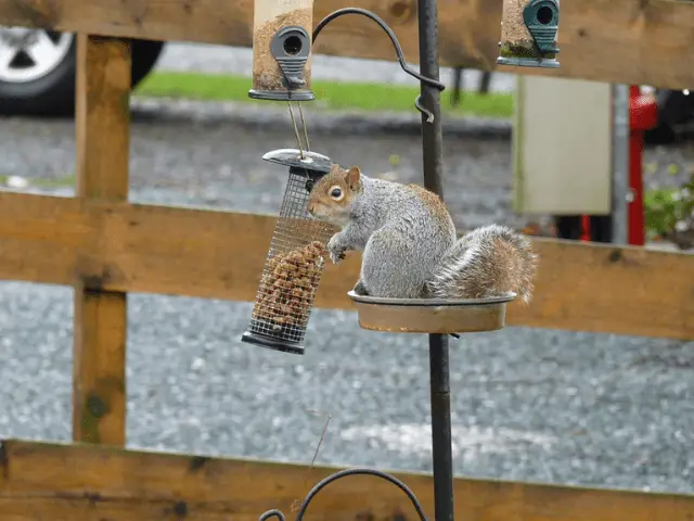 squirrel on a bird feeder