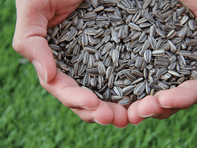 sunflower seeds in palm