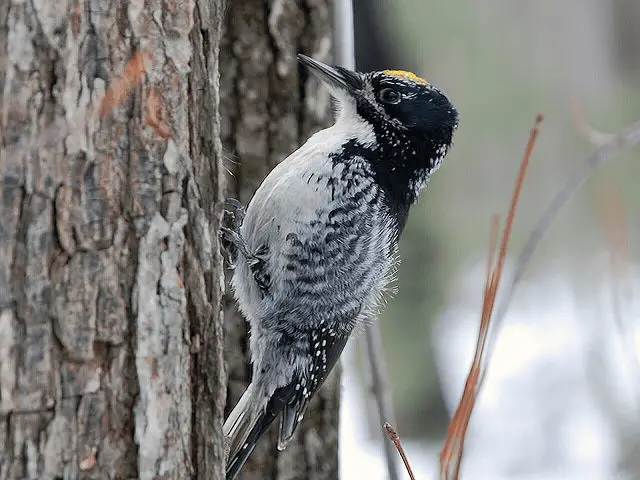gray and black woodpecker