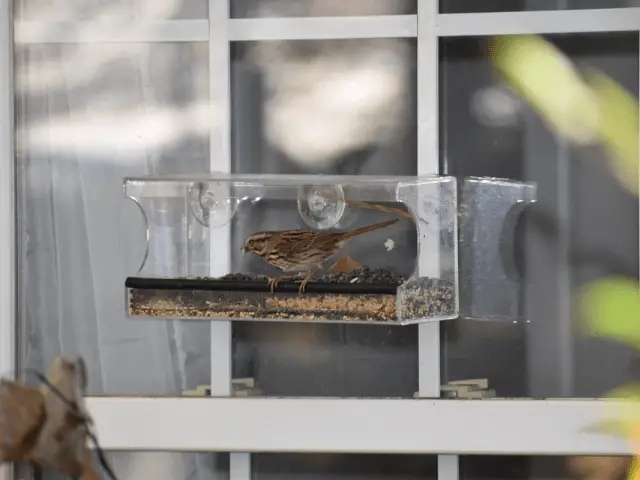 brown bird on a window bird feeder