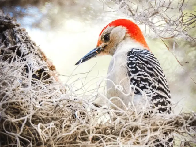 Orange and White Woodpecker