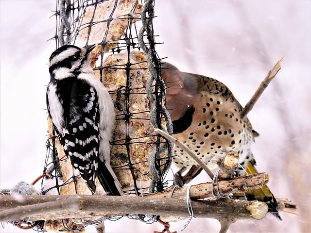 black and brown woodpecker on a bird feeder