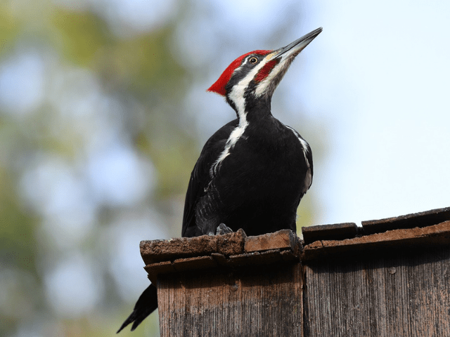 red, white and black woodpecker