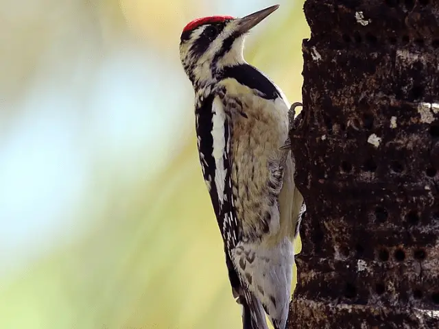 yellow and black woodpecker