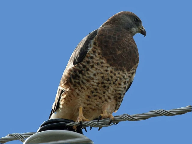 Hawk with dark brown chest and lighter tail