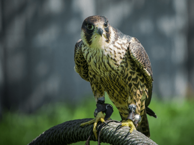 White and Yellowish falcon