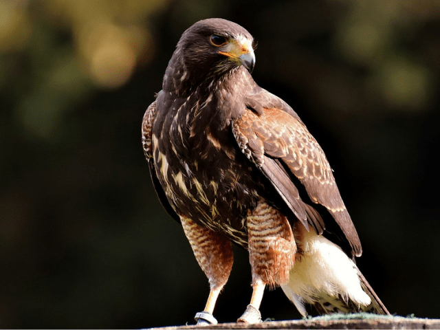Dark brown falcon bird