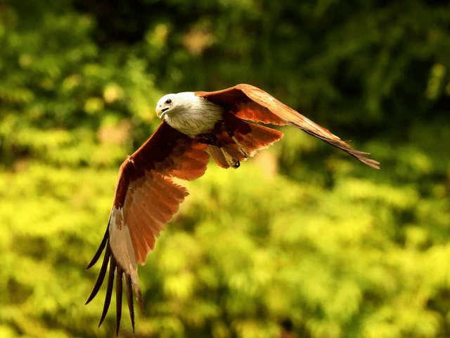 Red hawk flying