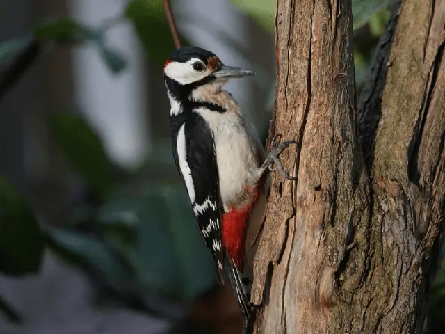 Woodpecker bird on a tree