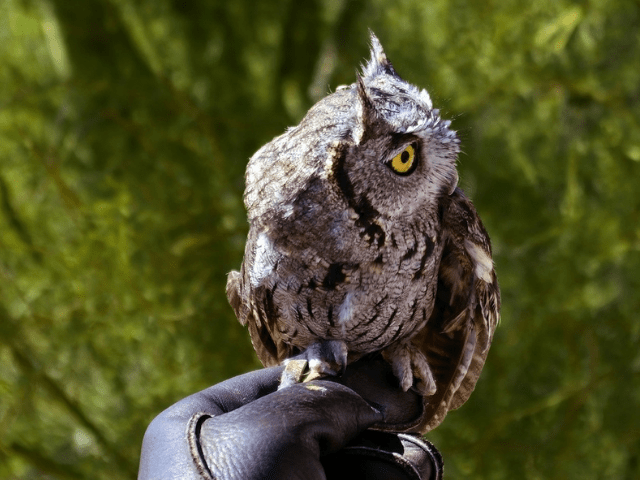 small gray owl 