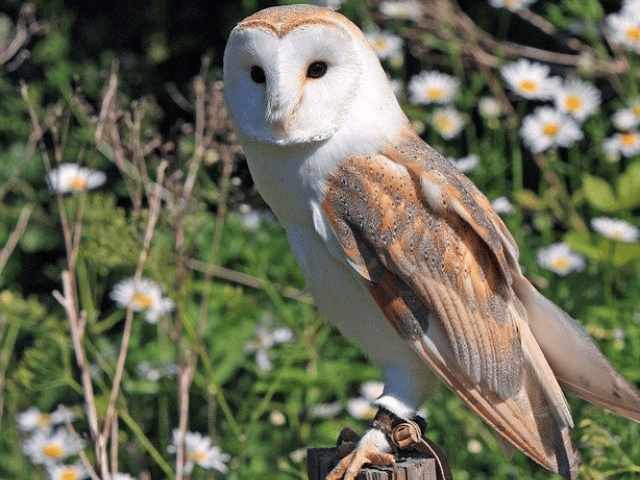 yellow and orange owl in a garden