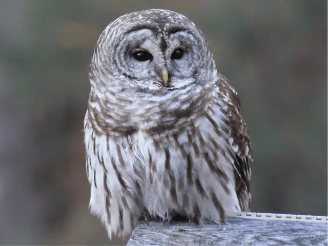 grey barred owl on a branch