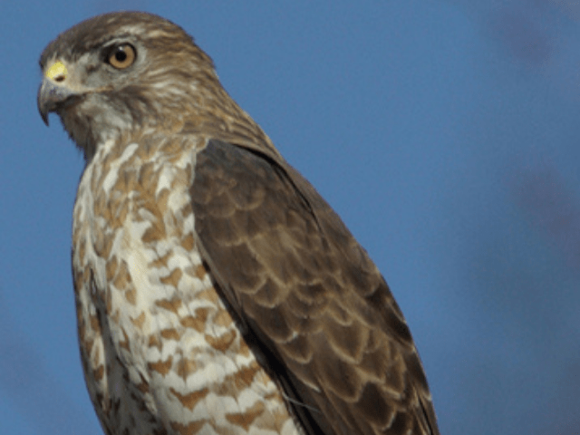 brown and light brown hawk
