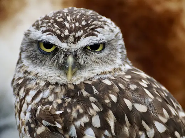 brown owl with gray facial color