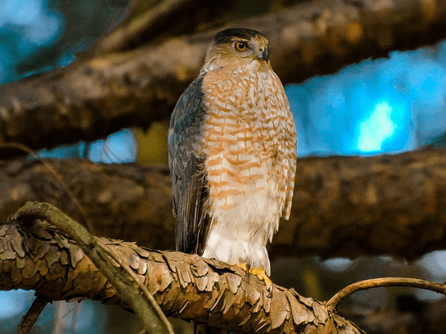 hawk with dark gray wings and red streaks on chest