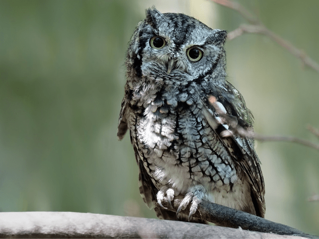 small grayish owl