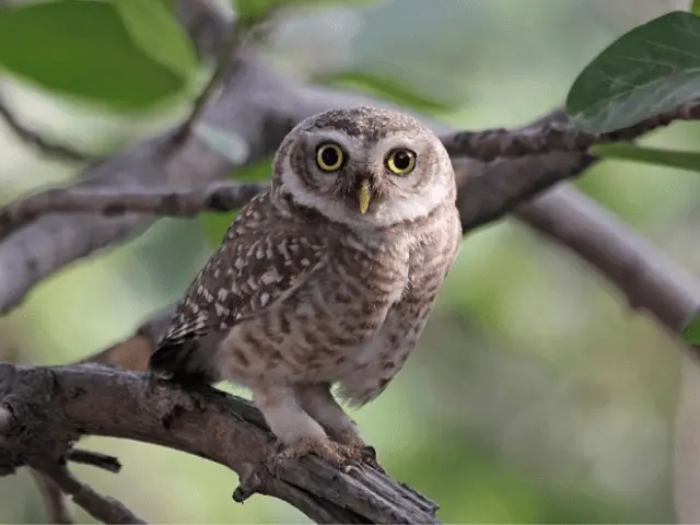 brown owl with white line on neck