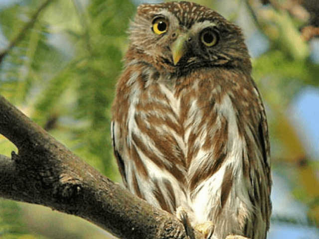brown and white owl on tree branch
