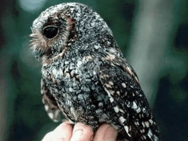 Bluish gray colored owl