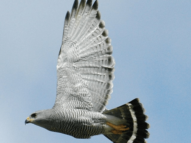 white and gray hawk flying