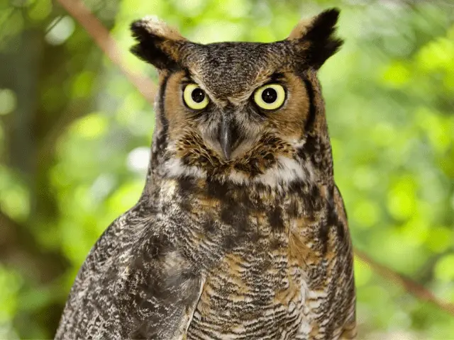 owl with long ears and big yellow eyes