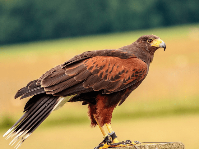 dark brown and red colored hawk