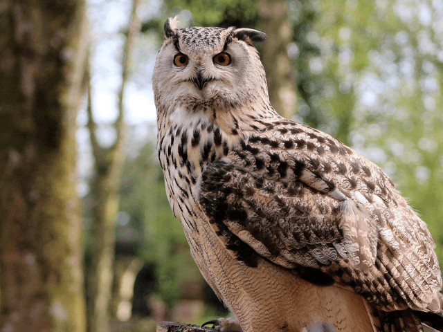 Owl with dark brown feathers and light brown chest