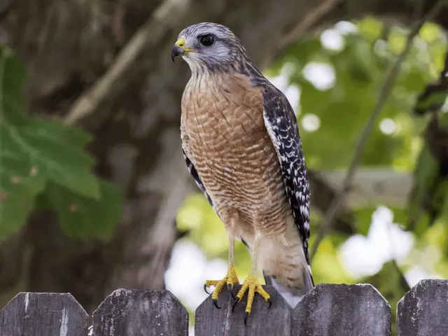 brown hawk with orange chest standing on a fence