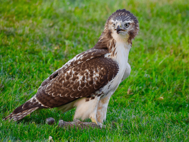 reddish-brown and white hawk standing in the middle of field
