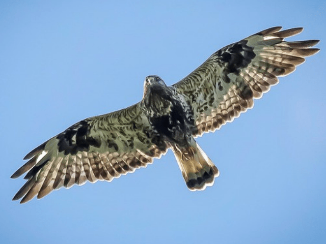 Flying hawk with gray, white, and brown color