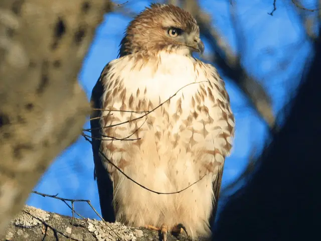 brown hawk with white chest