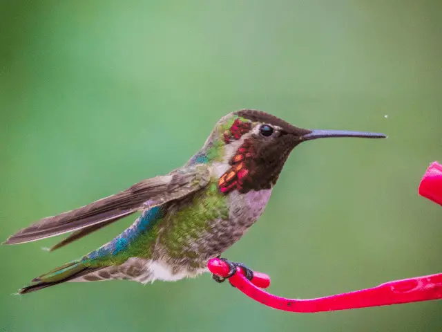 Anna's hummingbird drinking on a feeder tube