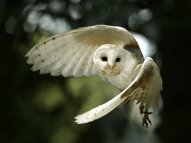 Barn owl in flight in forest