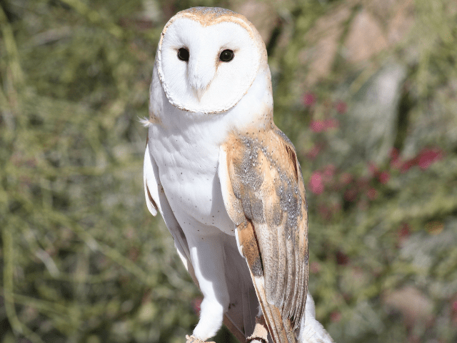 Barn owl from Central Arizona