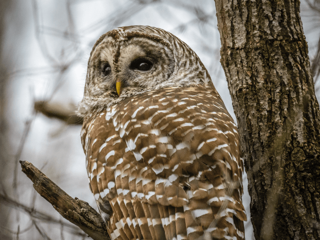 perched barred owl