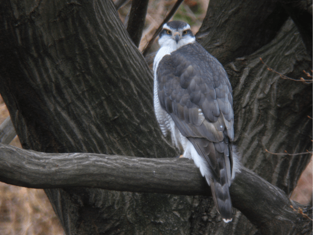 Big black hawk on a tree branch