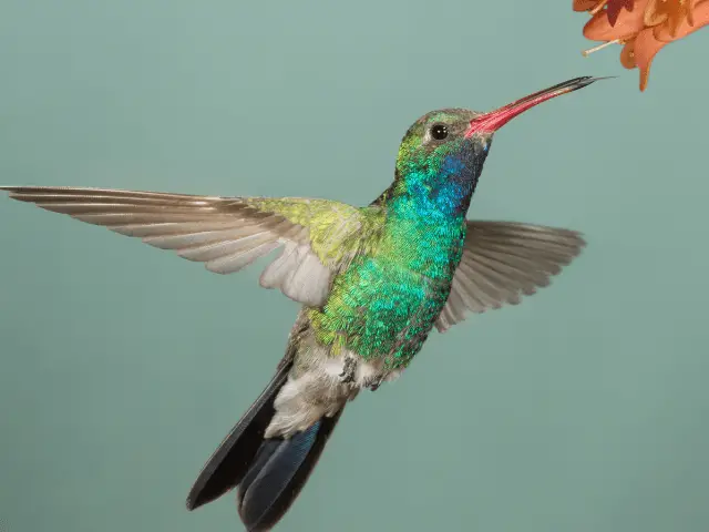 broad-billed hummingbird drinking from a flower
