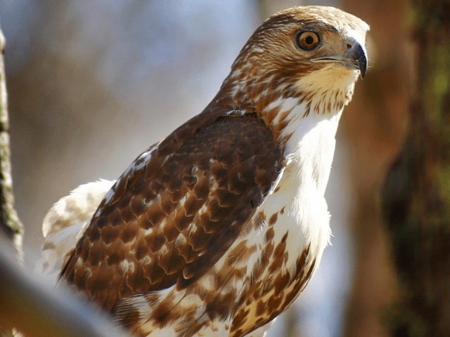 Broad-winged hawk on a branch