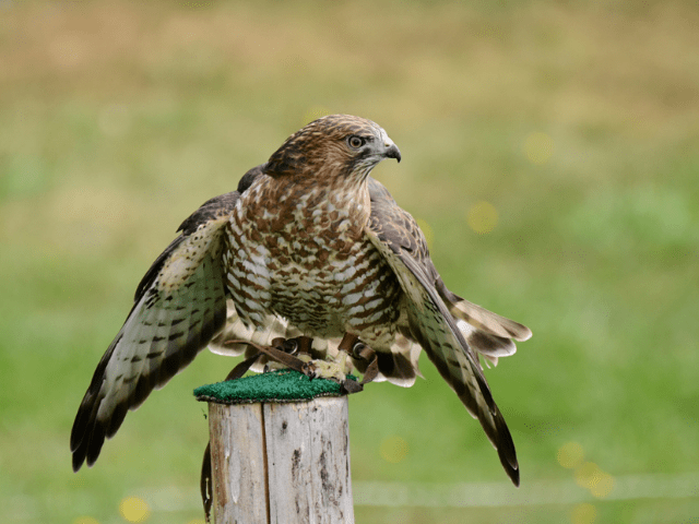 broad-winged hawk on its captivity perched