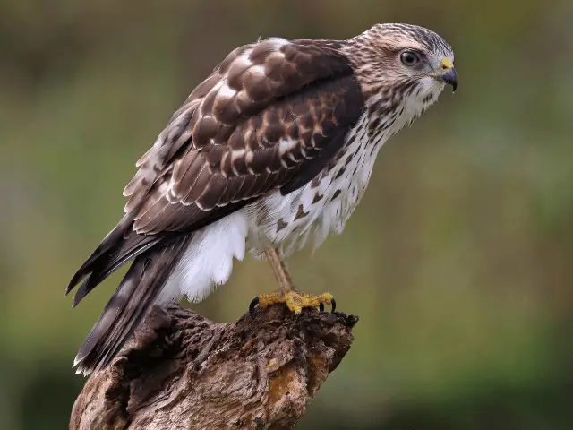 broad-winged hawk perched on a stump