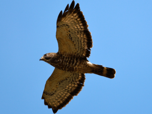 Broad-winged hawk flying in the summer sky