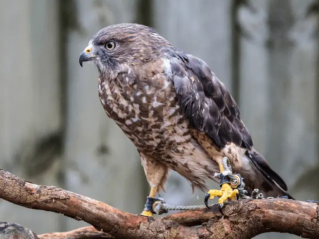 broad-winged hawk in a tree