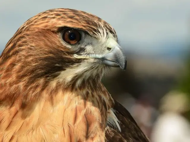 Brown red-tailed hawk