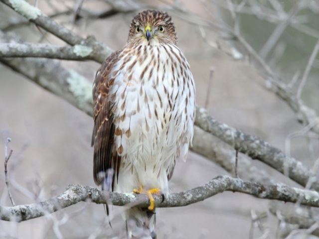 Juvenile cooper's hawk in winter